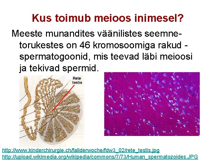 Kus toimub meioos inimesel? Meeste munandites väänilistes seemnetorukestes on 46 kromosoomiga rakud spermatogoonid, mis