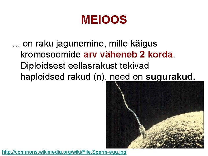 MEIOOS. . . on raku jagunemine, mille käigus kromosoomide arv väheneb 2 korda. Diploidsest