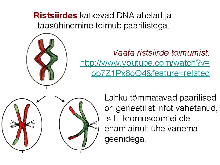 Ristsiirdes katkevad DNA ahelad ja taasühinemine toimub paarilistega. Vaata ristsiirde toimumist: http: //www. youtube.