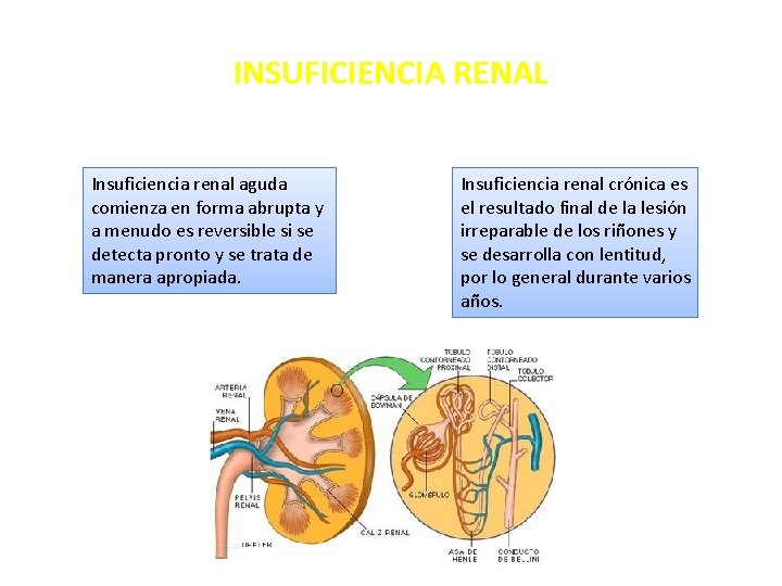 INSUFICIENCIA RENAL Insuficiencia renal aguda comienza en forma abrupta y a menudo es reversible
