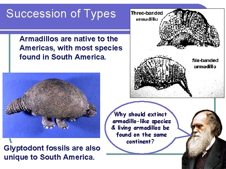 Succession of Types Armadillos are native to the Americas, with most species found in