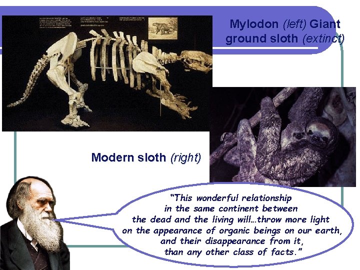 Mylodon (left) Giant ground sloth (extinct) Modern sloth (right) “This wonderful relationship in the