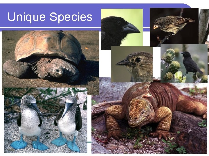 Unique Species 
