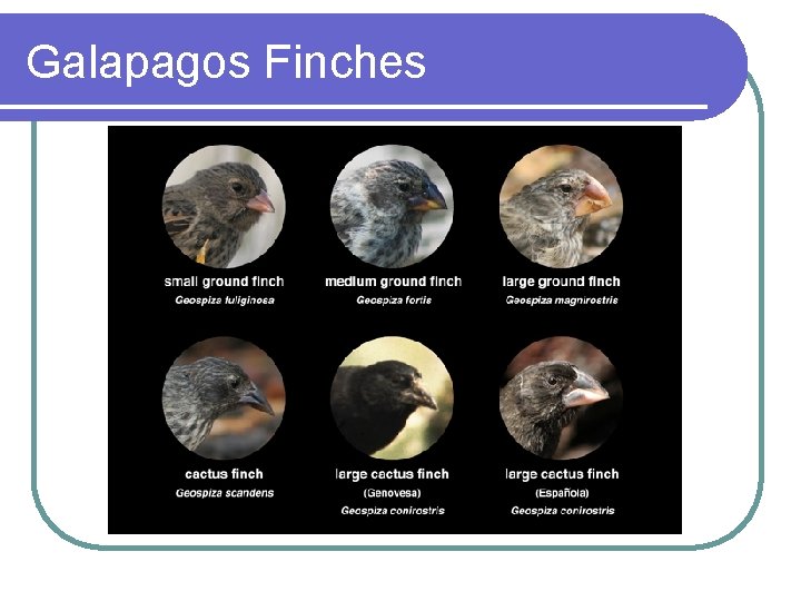 Galapagos Finches 