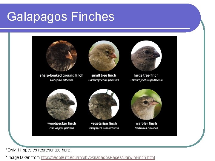 Galapagos Finches *Only 11 species represented here *Image taken from http: //people. rit. edu/rhrsbi/Galapagos.