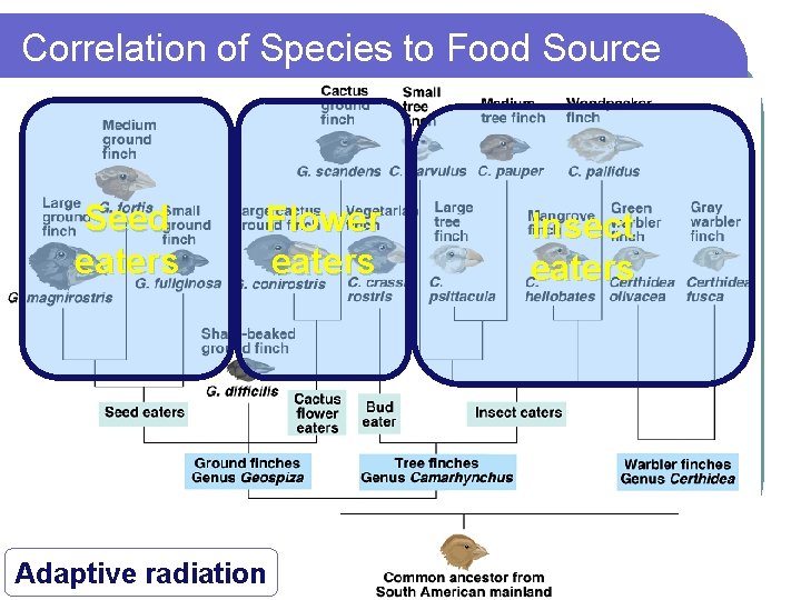 Correlation of Species to Food Source Seed eaters Flower eaters Adaptive radiation Insect eaters