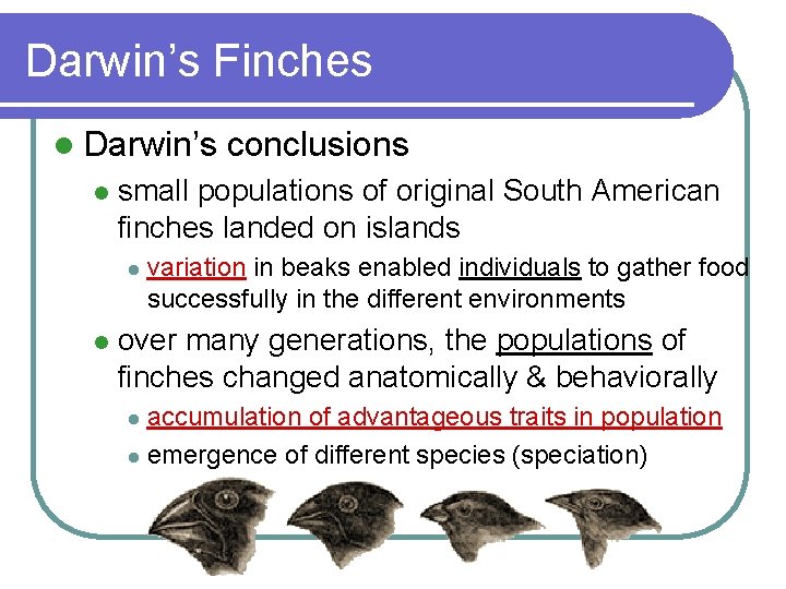 Darwin’s Finches l Darwin’s l small populations of original South American finches landed on