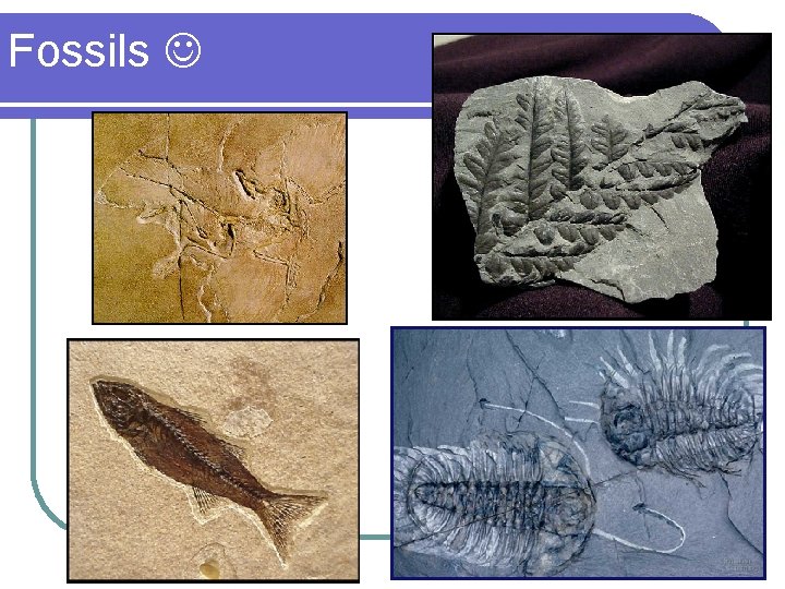 Fossils 