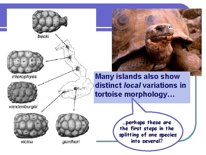 Many islands also show distinct local variations in tortoise morphology… …perhaps these are the