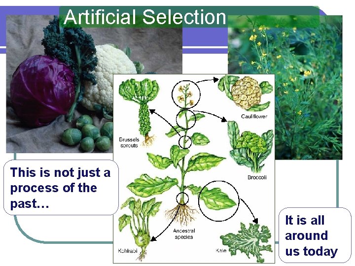 Artificial Selection This is not just a process of the past… It is all