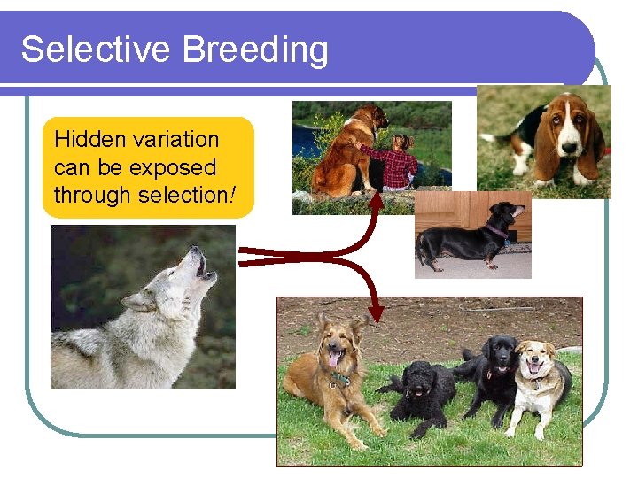 Selective Breeding Hidden variation can be exposed through selection! 