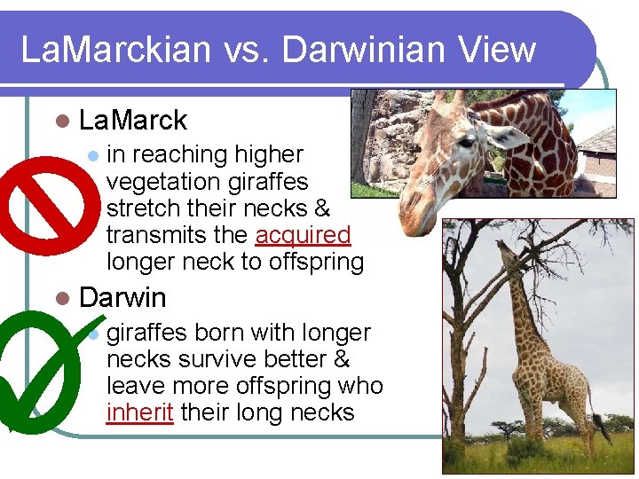 La. Marckian vs. Darwinian View l La. Marck l in reaching higher vegetation giraffes