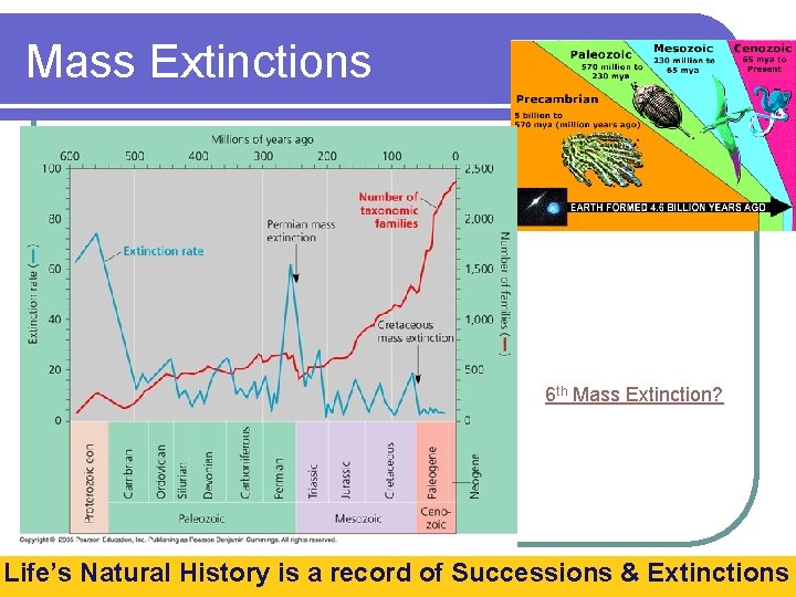 Mass Extinctions 6 th Mass Extinction? Life’s Natural History is a record of Successions