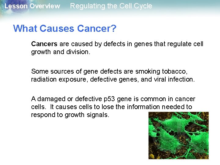 Lesson Overview Regulating the Cell Cycle What Causes Cancer? Cancers are caused by defects