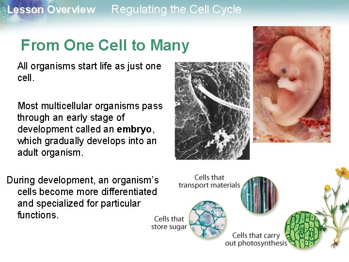 Lesson Overview Regulating the Cell Cycle From One Cell to Many All organisms start