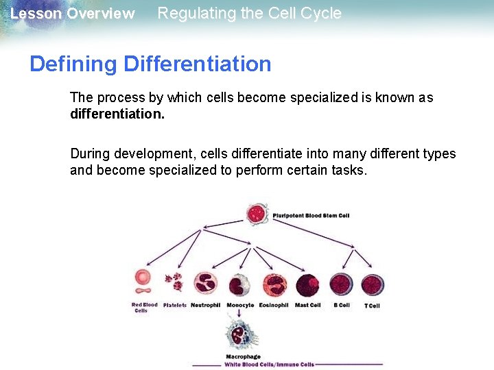 Lesson Overview Regulating the Cell Cycle Defining Differentiation The process by which cells become