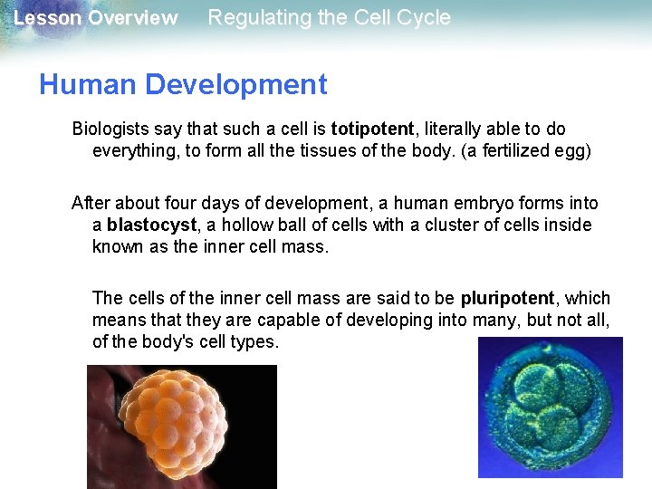 Lesson Overview Regulating the Cell Cycle Human Development Biologists say that such a cell