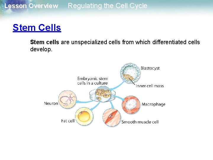 Lesson Overview Regulating the Cell Cycle Stem Cells Stem cells are unspecialized cells from