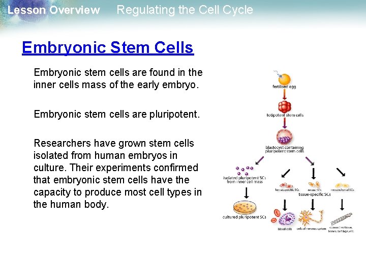 Lesson Overview Regulating the Cell Cycle Embryonic Stem Cells Embryonic stem cells are found