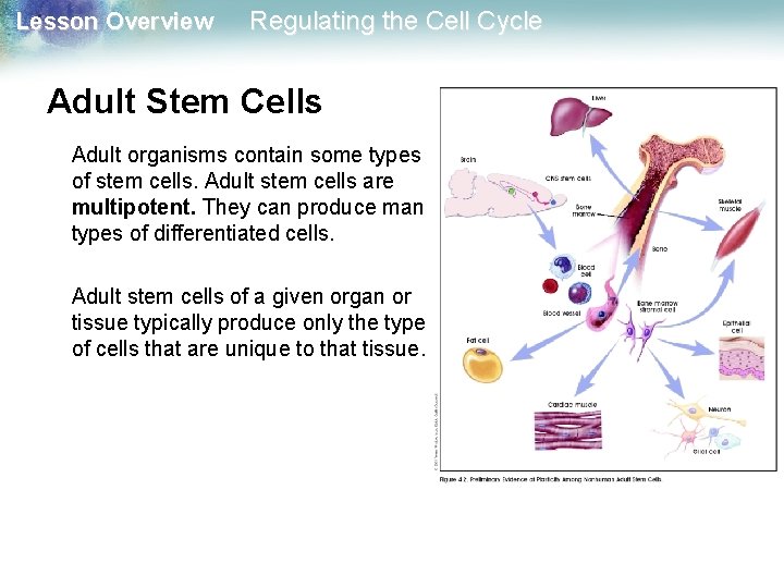 Lesson Overview Regulating the Cell Cycle Adult Stem Cells Adult organisms contain some types