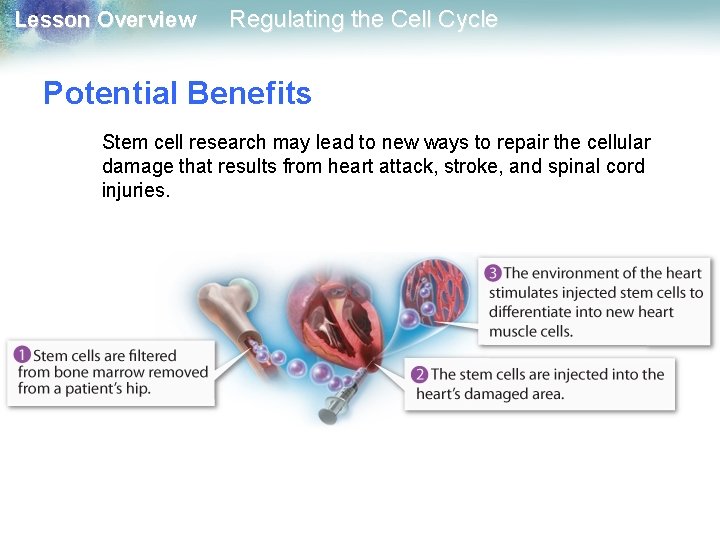 Lesson Overview Regulating the Cell Cycle Potential Benefits Stem cell research may lead to