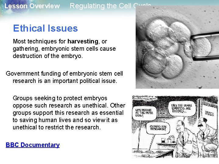 Lesson Overview Regulating the Cell Cycle Ethical Issues Most techniques for harvesting, or gathering,