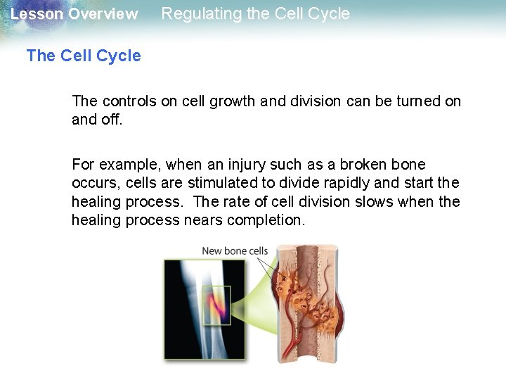 Lesson Overview Regulating the Cell Cycle The controls on cell growth and division can