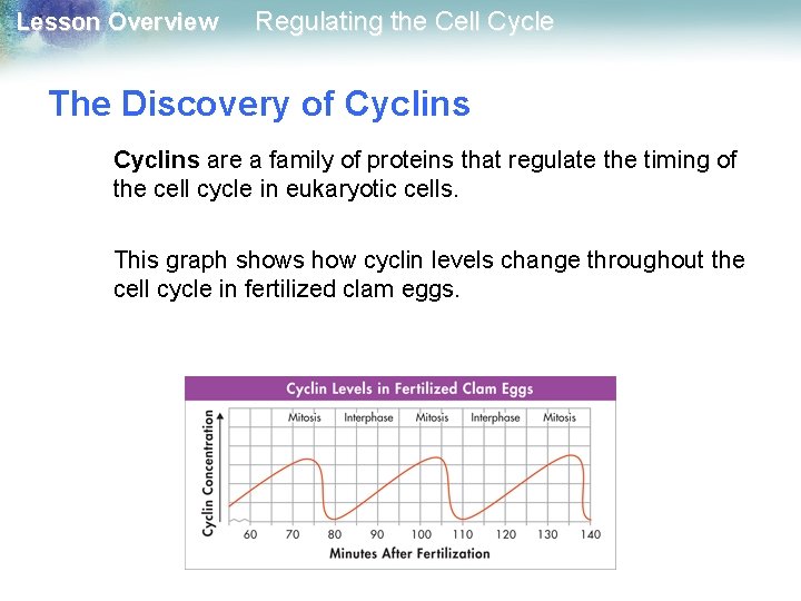 Lesson Overview Regulating the Cell Cycle The Discovery of Cyclins are a family of