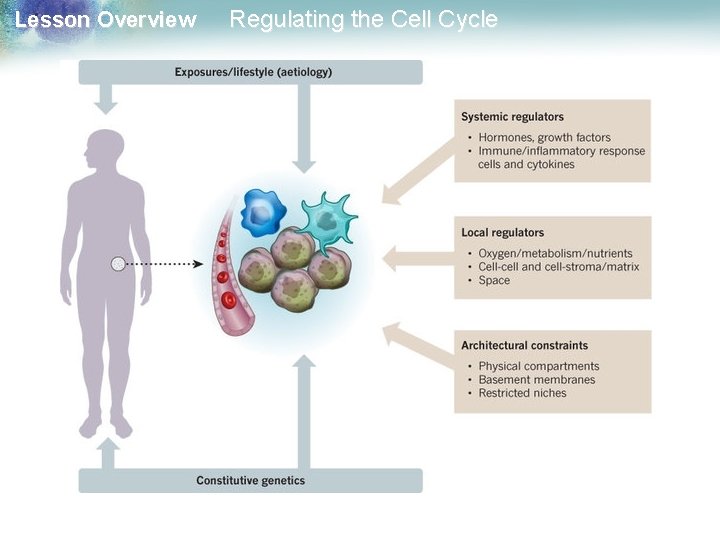 Lesson Overview Regulating the Cell Cycle 