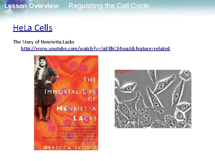 Lesson Overview Regulating the Cell Cycle He. La Cells The Story of Henrietta Lacks