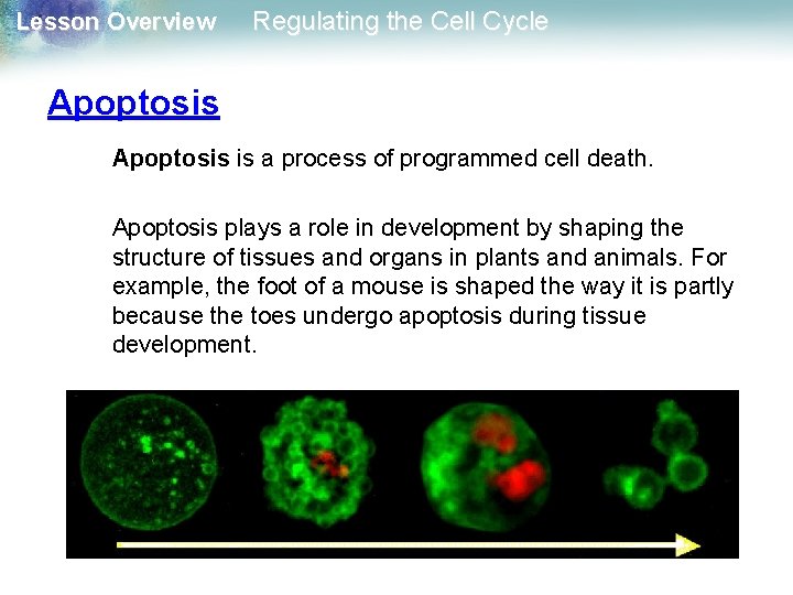 Lesson Overview Regulating the Cell Cycle Apoptosis is a process of programmed cell death.