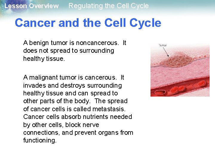 Lesson Overview Regulating the Cell Cycle Cancer and the Cell Cycle A benign tumor