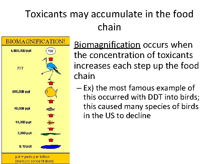 Toxicants may accumulate in the food chain • Biomagnification occurs when the concentration of