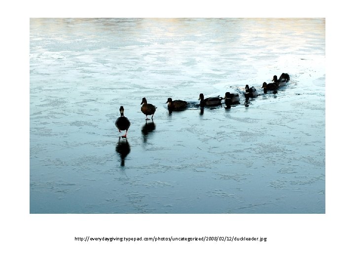 http: //everydaygiving. typepad. com/photos/uncategorized/2008/02/12/duckleader. jpg 