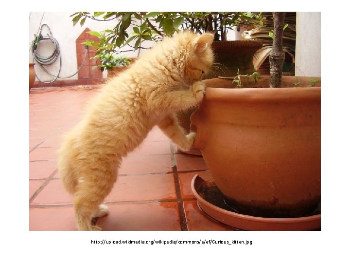 http: //upload. wikimedia. org/wikipedia/commons/e/ef/Curious_kitten. jpg 