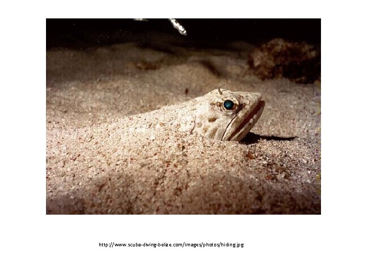 http: //www. scuba-diving-belize. com/images/photos/hiding. jpg 
