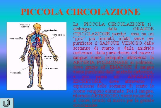 PICCOLA CIRCOLAZIONE La PICCOLA CIRCOLAZIONE si distingue dalla GRANDE CIRCOLAZIONE perché essa ha un