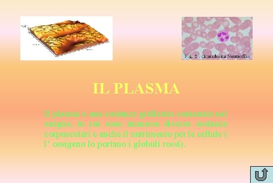 IL PLASMA Il plasma è una sostanza giallastra contenuta nel sangue, in cui sono
