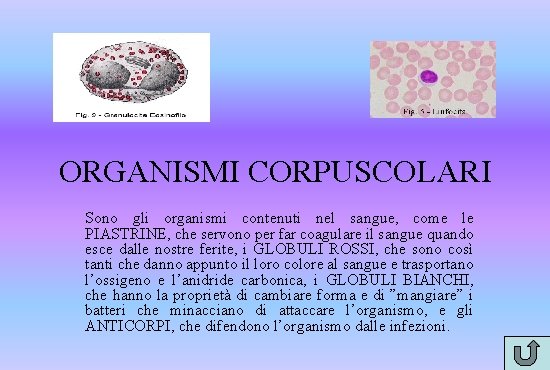 ORGANISMI CORPUSCOLARI Sono gli organismi contenuti nel sangue, come le PIASTRINE, che servono per