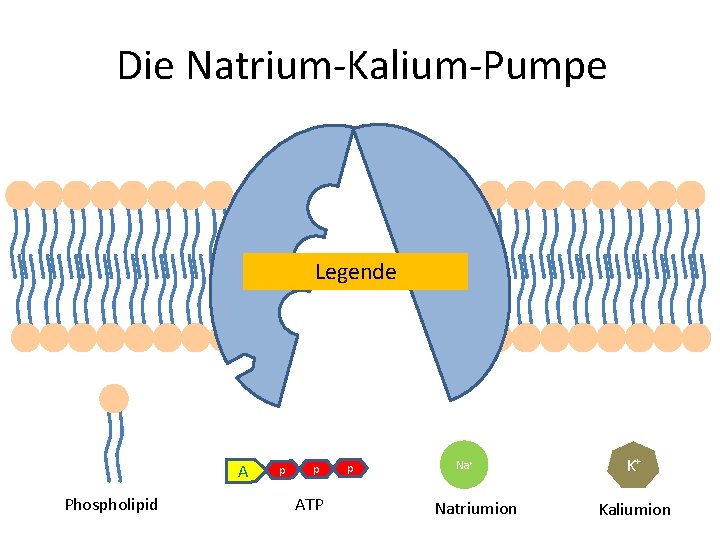 Die Natrium-Kalium-Pumpe Legende K+ A Phospholipid p p ATP p Na+ Natriumion K+ Kaliumion