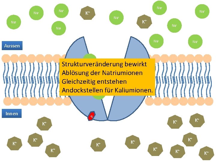 Na+ Na+ K+ Na+ Na+ Na+ Aussen Na+ + Na Strukturveränderung bewirkt Ablösung der