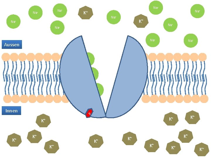 Na+ Na+ K+ Na+ Na+ Na+ Aussen Na+ + Na p Innen K+ K+