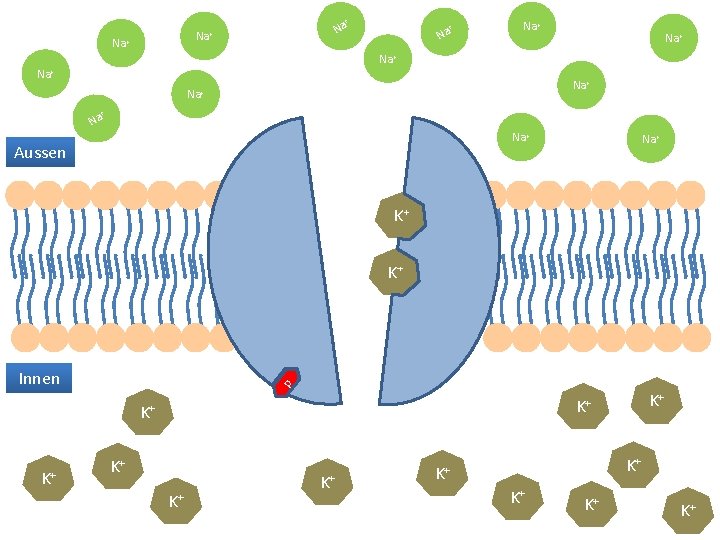 + Na Na+ Na+ + Na Na+ Aussen Na+ K+ K+ p Innen K+