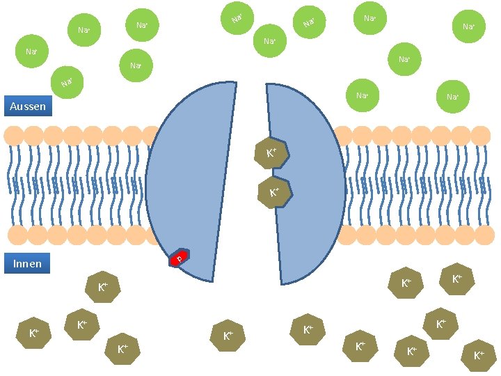 + Na Na+ Na+ + Na Na+ Aussen Na+ K+ K+ p Innen K+