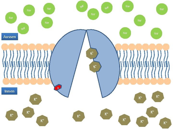 + Na Na+ Na+ + Na Na+ Aussen Na+ K+ K+ p Innen K+