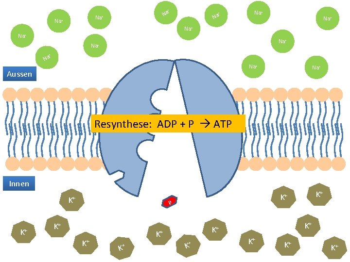 + Na Na+ Na+ + Na Na+ Aussen Na+ Resynthese: ADP + P ATP