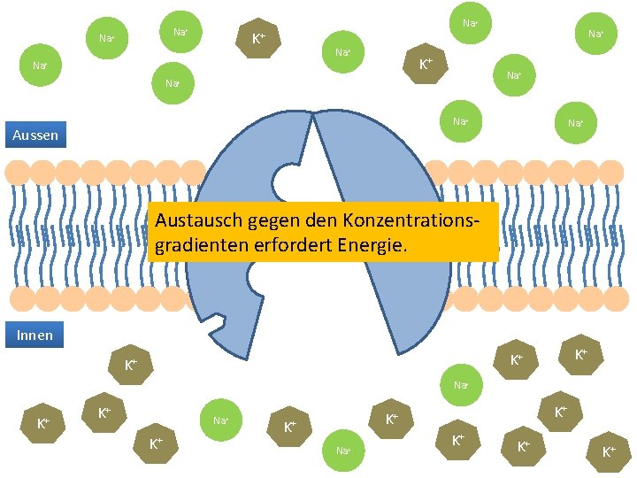 Na+ Na+ K+ Na+ Na+ Na+ Aussen Na+ Anlagerung nach dem Austausch gegenerfolgte den