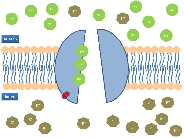 Na+ Na+ K+ Na+ Na+ Na+ Aussen Na+ Na+ p Innen K+ K+ K+