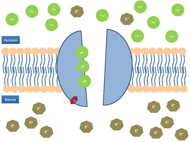 Na+ Na+ K+ Na+ Na+ Na+ Aussen Na+ + Na p Innen K+ K+