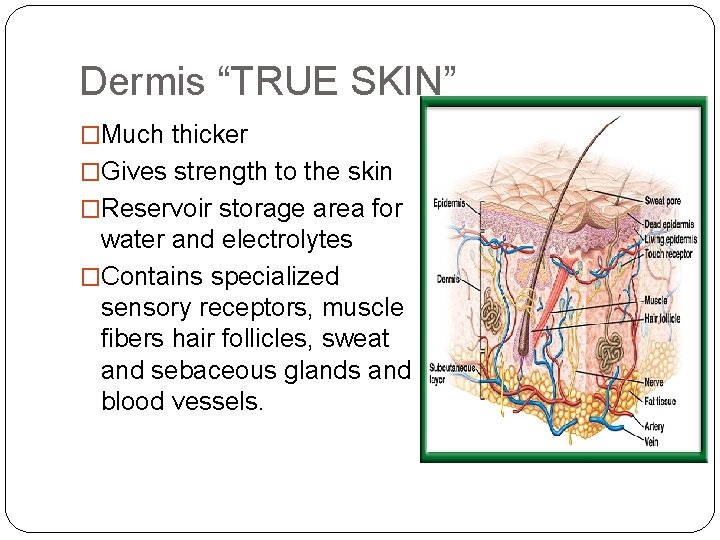 Dermis “TRUE SKIN” �Much thicker �Gives strength to the skin �Reservoir storage area for